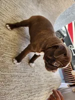Ethel, a female Boston Terrier for sale in Rialto, CA – 1 of 6