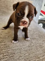 Ethel, a female Boston Terrier for sale in Rialto, CA – 3 of 6