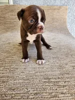 Ethel, a female Boston Terrier for sale in Rialto, CA – 2 of 6