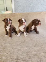Estella , a female Boston Terrier for sale in Rialto, CA – 4 of 4