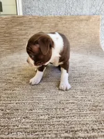 Estella , a female Boston Terrier for sale in Rialto, CA – 3 of 4