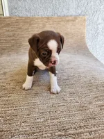 Estella , a female Boston Terrier for sale in Rialto, CA – 1 of 4