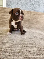 FRED , a male Boston Terrier for sale in Rialto, CA – 2 of 4