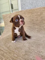 FRED , a male Boston Terrier for sale in Rialto, CA – 3 of 4