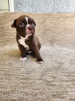FRED , a male Boston Terrier for sale in Rialto, CA – 4 of 4
