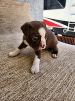 Estella , a female Boston Terrier for sale in Rialto, CA – 2 of 4