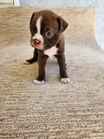 Ethel, a female Boston Terrier for sale in Rialto, CA – 6 of 6