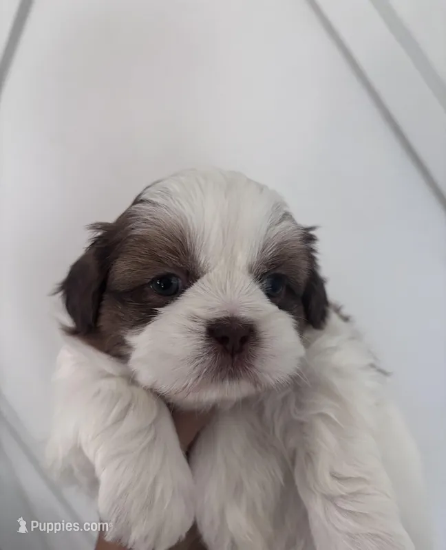 Max – Shih Tzu puppy for sale in Avondale, AZ
