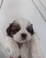 Max, a female Shih Tzu for sale in Avondale, AZ – Photo 1 of 3