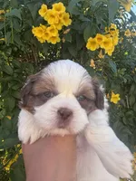 Max, a female Shih Tzu for sale in Avondale, AZ – Photo 3 of 3