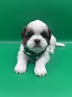 Max, a female Shih Tzu for sale in Avondale, AZ – Photo 2 of 3