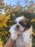 Charlie, a male Shih Tzu for sale in Avondale, AZ – Photo 2 of 2