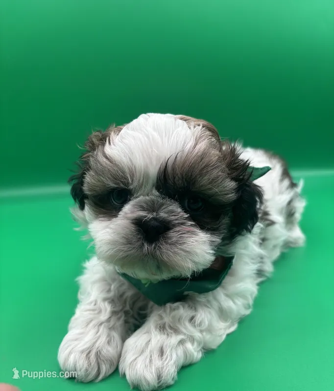 Charlie – Shih Tzu puppy for sale in Avondale, AZ
