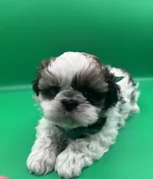 Charlie, a male Shih Tzu for sale in Avondale, AZ – Photo 1 of 2