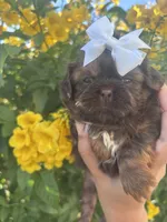 Bella , a female Shih Tzu for sale in Avondale, AZ – Photo 1 of 2