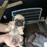Fawn girl 3, a female Pug for sale in Bethel, OH – Photo 1 of 3