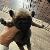 Fawn girl 3, a female Pug for sale in Bethel, OH – Photo 3 of 3