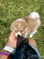 Brown/white boy, a male Pomeranian for sale in Bethel, OH – 4 of 4