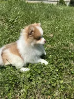 Brown/ white girl, a female Pomeranian for sale in Bethel, OH – 4 of 4