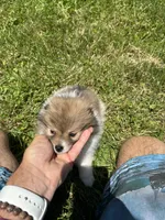 Brown/black/white girl, a female Pomeranian for sale in Bethel, OH – 4 of 4