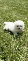 White male, a male Pomeranian for sale in Bethel, OH – Photo 3 of 3