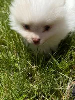 White male, a male Pomeranian for sale in Bethel, OH – Photo 1 of 3