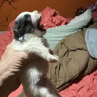 Black and white boy, a female Pomeranian for sale in Bethel, OH – Photo 3 of 3