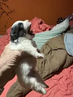 Black and white boy, a female Pomeranian for sale in Bethel, OH – Photo 2 of 2