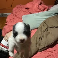 Black and white boy, a female Pomeranian for sale in Bethel, OH – Photo 2 of 3