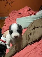 Black and white boy, a female Pomeranian for sale in Bethel, OH – Photo 1 of 2