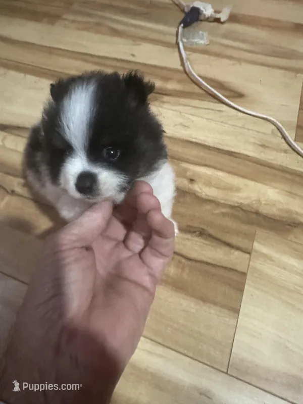 Black and white boy, a female Pomeranian for sale in Bethel, OH – Photo 1 of 3