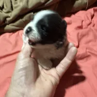 Black and white girl, a female Pomeranian for sale in Bethel, OH – Photo 3 of 3