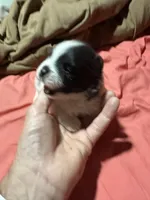 Black and white girl, a female Pomeranian for sale in Bethel, OH – Photo 2 of 2