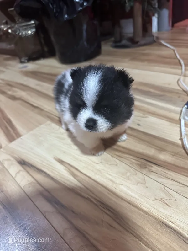 Black and white girl – Pomeranian puppy for sale in Bethel, OH