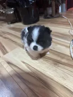 Black and white girl, a female Pomeranian for sale in Bethel, OH – Photo 1 of 3