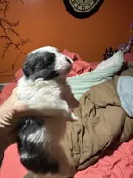 Black and white girl, a female Pomeranian for sale in Bethel, OH – Photo 1 of 2