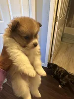 Brown/white boy, a male Pomeranian for sale in Bethel, OH – 2 of 2