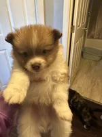 Brown/white boy, a male Pomeranian for sale in Bethel, OH – 1 of 2