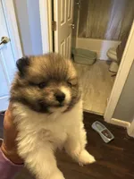 Brown/black/white girl, a female Pomeranian for sale in Bethel, OH – 2 of 2