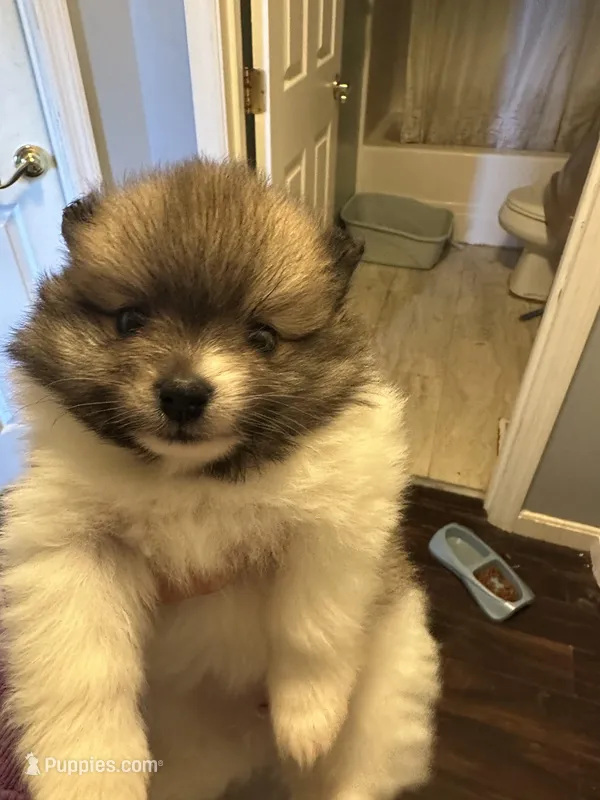 Brown/black/white girl – Pomeranian puppy for sale in Bethel, OH