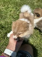 Brown/white boy, a male Pomeranian for sale in Bethel, OH – 1 of 4