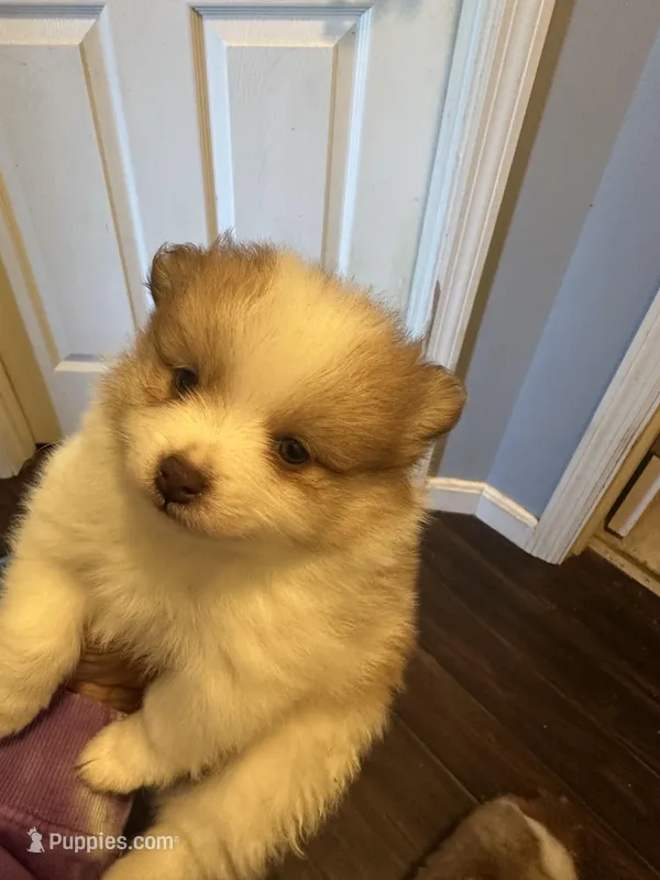 Brown/ white girl – Pomeranian puppy for sale in Bethel, OH
