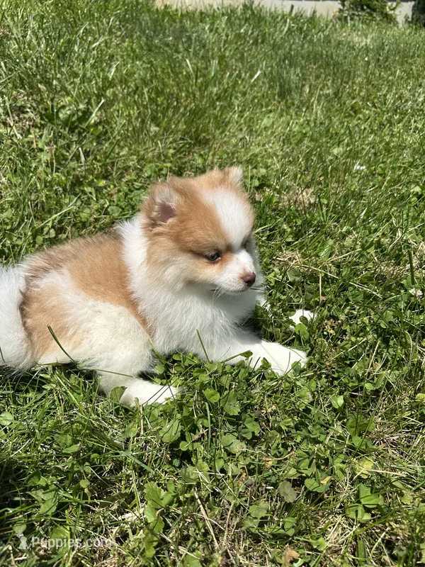 Brown/ white girl – Pomeranian puppy for sale in Bethel, OH