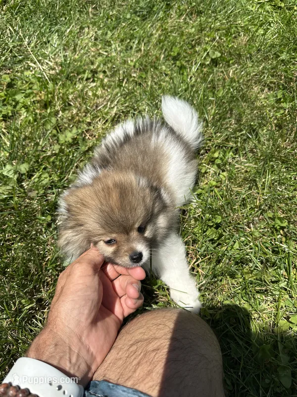 Brown/black/white girl – Pomeranian puppy for sale in Bethel, OH