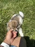 Brown/black/white girl, a female Pomeranian for sale in Bethel, OH – 1 of 4