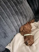 Oliver Dean, a male Poodle - Toy  for sale in Midlothian, TX – Photo 1 of 3