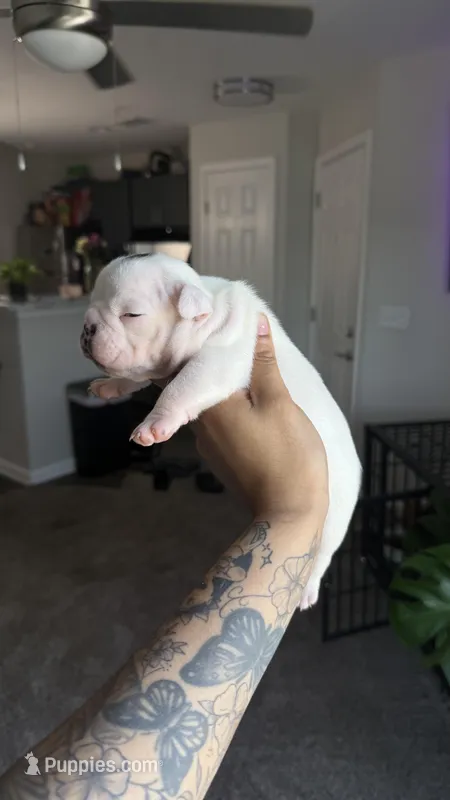 Blaze – American Bully puppy for sale in Hephzibah, GA