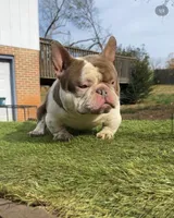 Blaze, a male American Bully for sale in Hephzibah, GA – Photo 3 of 4