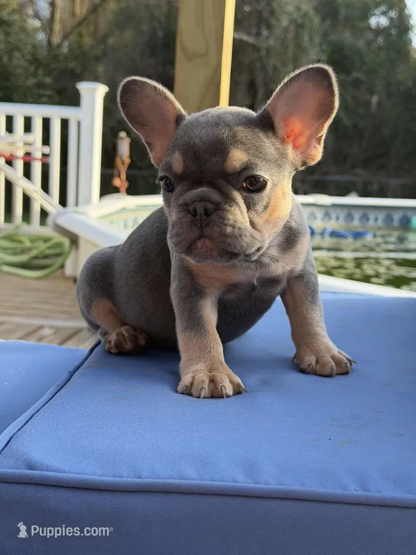 Roxy – French Bulldog puppy for sale in Hephzibah, GA