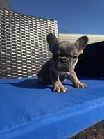 Roxy, a female French Bulldog for sale in Hephzibah, GA – Photo 4 of 7